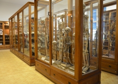Hrdličkovo muzeum