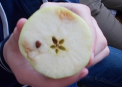 Jablko, jako symbol člověka, který utrpěl nejen fyzickou, ale především psychickou (vnitřní) újmu.