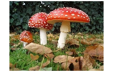Mykologická přednáška 20.9.2016