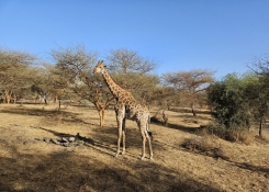 IČu - Senegal