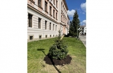 Nové smrky před gymnáziem si zasadili maturanti