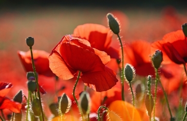 Den válečných veteránů 2025