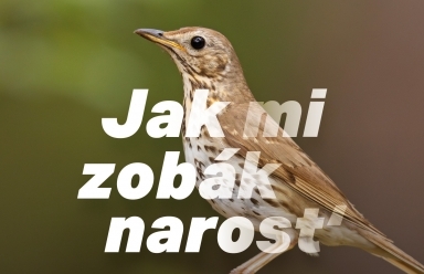 Jak mi zobák narost'