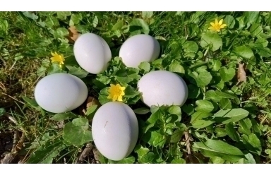 Velikonoční lov vajíček