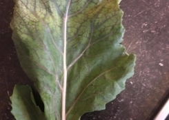 obarvená žilnatina listu kedlubny